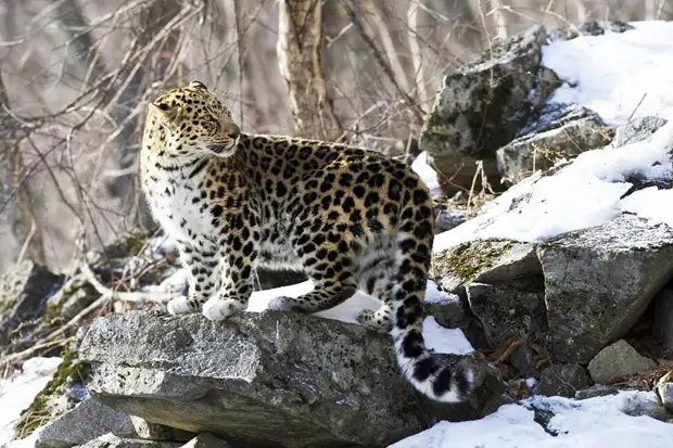 http://discovery-russia.ru/photos/big/dalnevostochnyiy-leopard1.jpg
