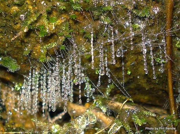 Слизистый шелк грибного комарика-светлячка (Arachnocampa luminosa), фото насекомые фотография