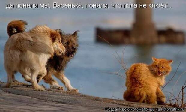 Котоматрицы (картинки с надписями)