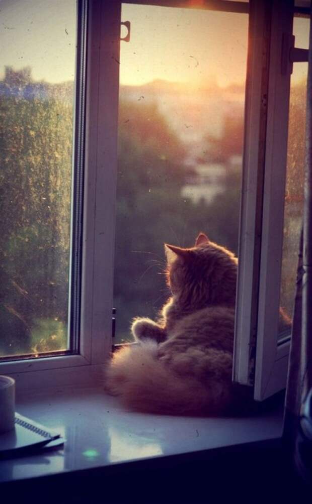 Коты, которые постигли искусство полного расслабления животные, кот, расслабон