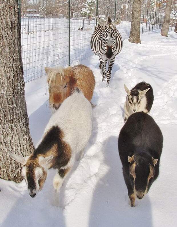 убежища животных 6