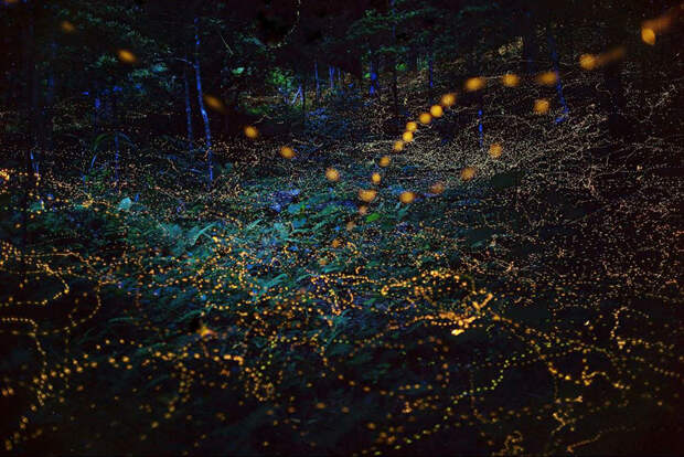 fireflies-long-exposure-photography-2016-japan-14