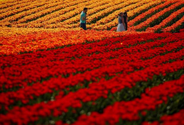 Фестиваль цветущих тюльпанов Skagit Valley Tulip Festival в Вашингтоне