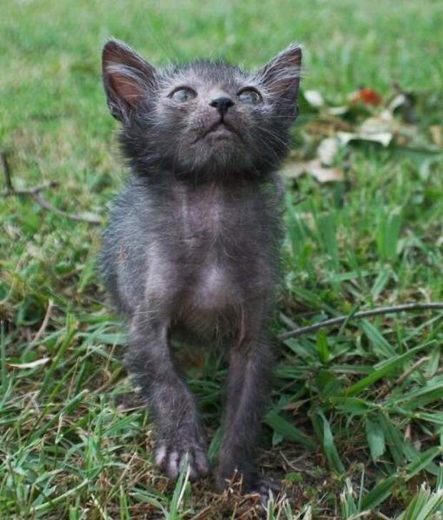 kitten