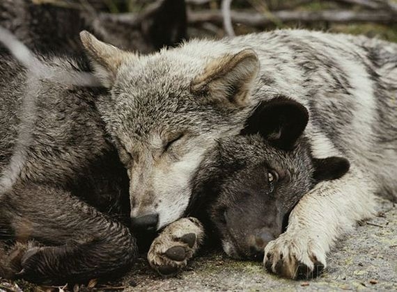 Нет лучше подушки, чем пушистый товарищ Милые животные, спят друг на друге, подушка