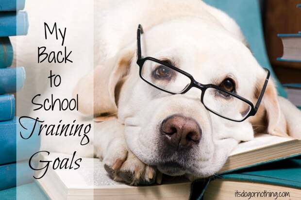 Back to school time doesn't just have to be for the kids! Get your dogs involved with some positive reinforcement training.