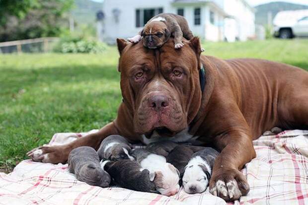1. Самый большой в мире питбуль Халк со своими щенками животные, потомство, собаки