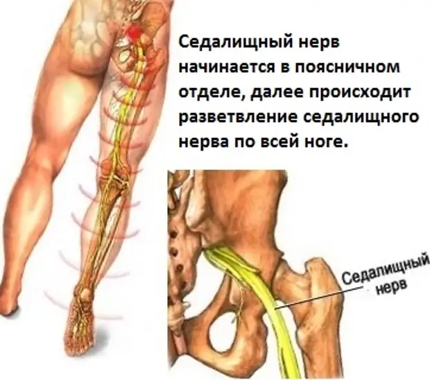 Седалищный нерв атлас