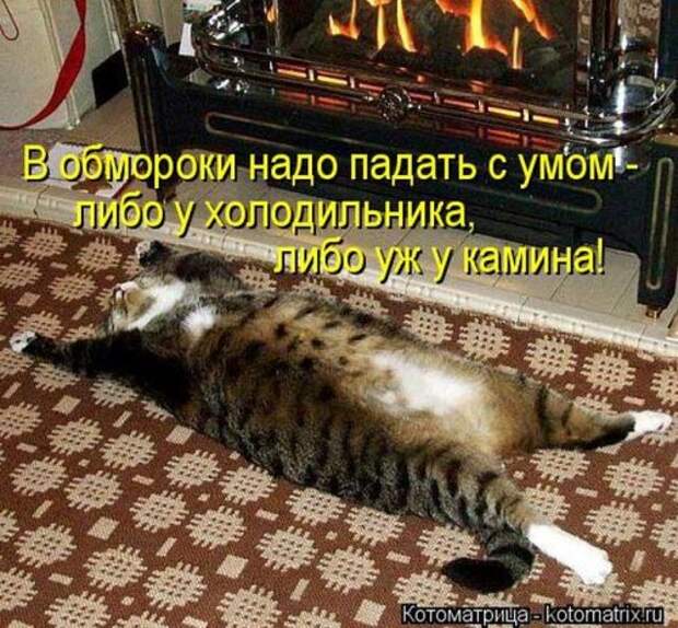 Отличная коллекция котоматриц (25 шт)
