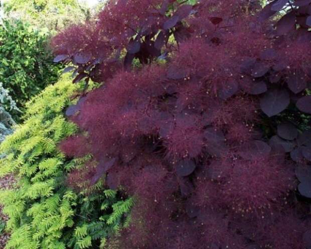 Деревья и кустарники с фиолетовой и красной листвой