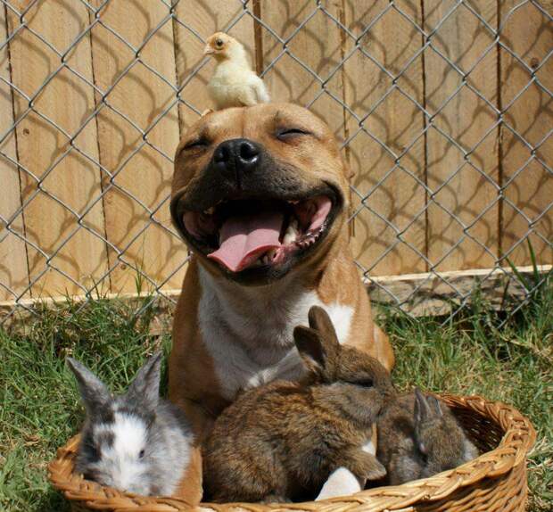 Бум - питбуль, который любит кроликов the Pit Bull who Loves Birds and Rabbits 8 Бум питбуль, который любит кроликов