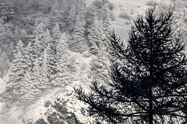 Пропавшего россиянина съели хищники