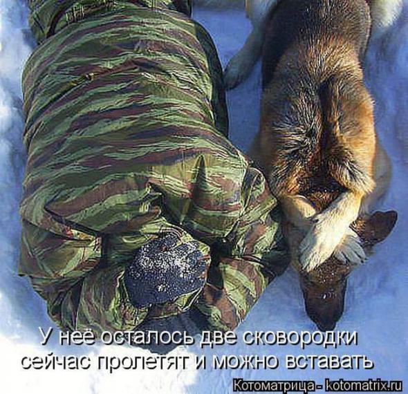 Котоматрицы (картинки с надписями)