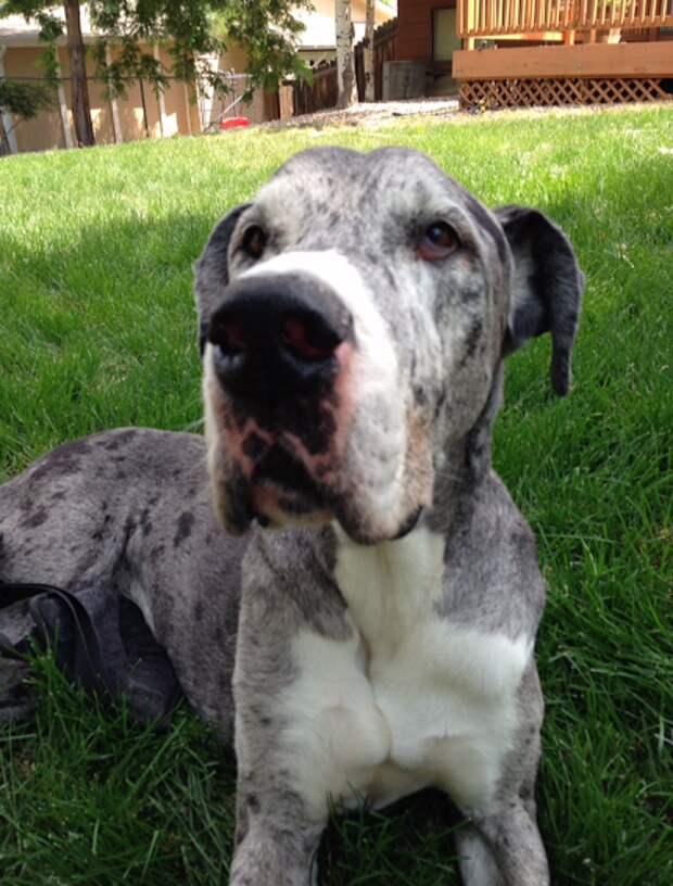 This week on Meet the Giants, the Great Dane! Come learn about this majestic breed with us!