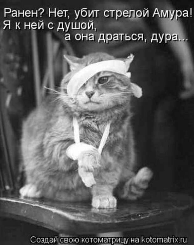 Котоматрица, прикольные коты с надписями.
