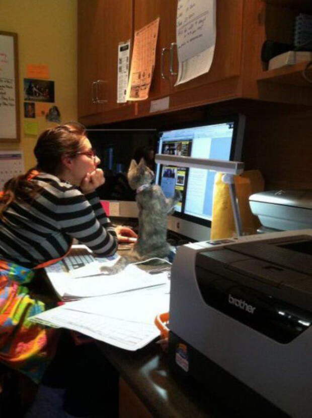 Забавные коты. часть 14 (30 фото)