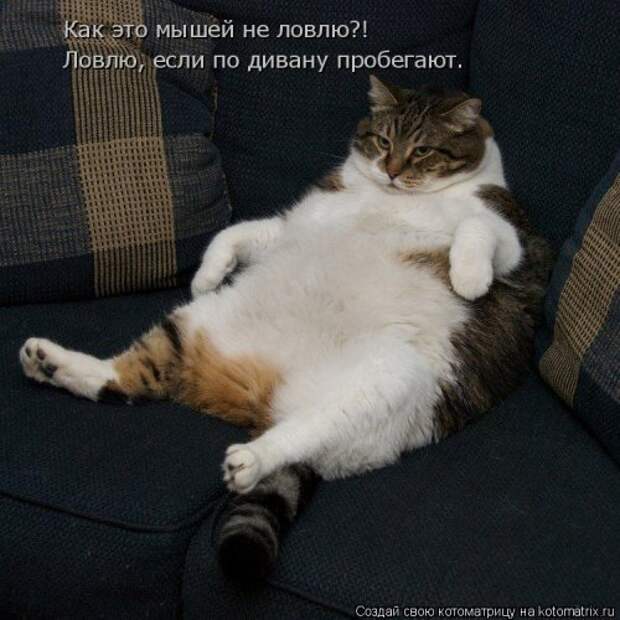 Новая котоматрица (29 фото)