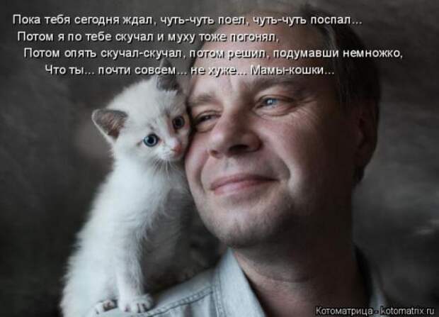 Котоматрицы (картинки с надписями)