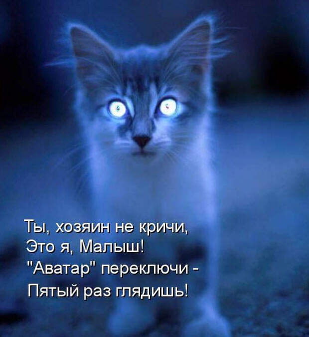 Смешные животные из КотоМатрицы (49 шт.)