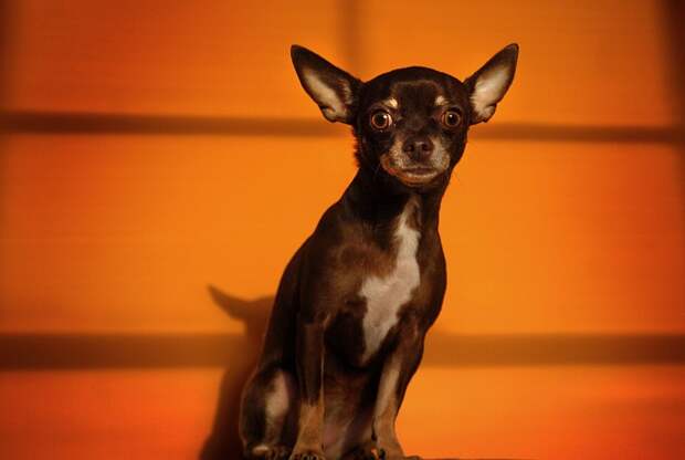 AggressiveDogs02 AggressiveDogs02 10 самых агрессивных пород собак