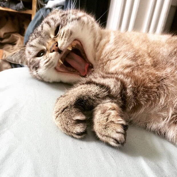 Кот-вампир Локи