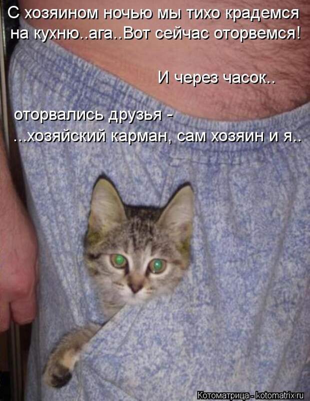 Клёвые отрывные котоматрицы (30 фото)