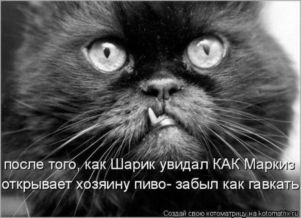 Котоматрица Котоматрица