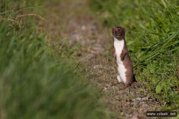 funny_animals_021