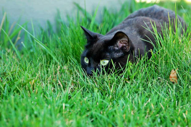 28 причин любить черных котов любовь, причина, черный кот