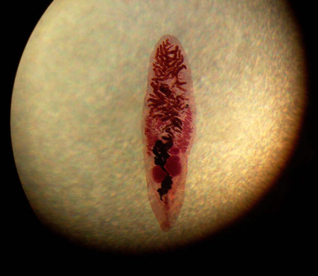 Ланцетовидная двуустка, или Ланцетовидный сосальщик вирус, мозг, паразиты