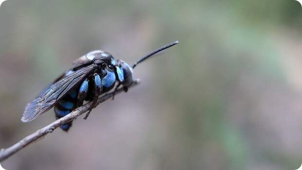Неоновая пчела-кукушка (лат. Thyreus nitidulus)