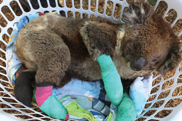 Раненый коала на реабилитации в Парке дикой природы острова Кенгуру (Kangaroo Island Wildlife Park) — один из бесчисленного множества животных, пострадавших или погибших во время лесных пожаров, которые в этом году бушевали по всей Австралии.