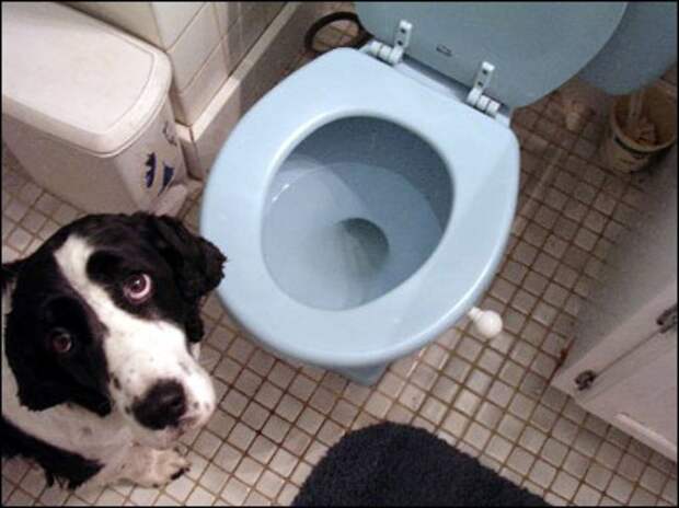 собака в туалете