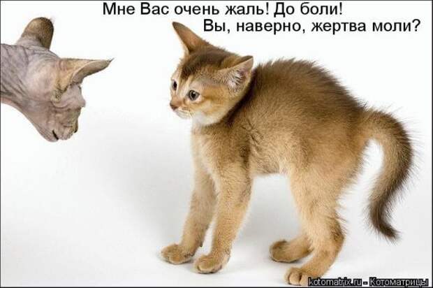 Котоматрица