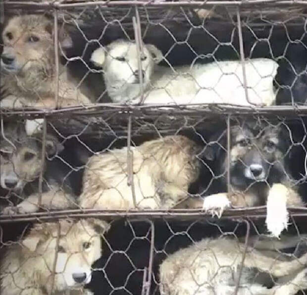 Парень остановил грузовик с 1000 собаками, которых везли на бойню