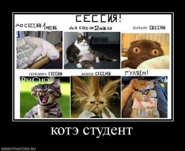 Демотиваторы про котЭ