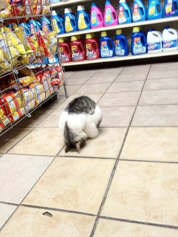 Коты и кошки, много позитива.