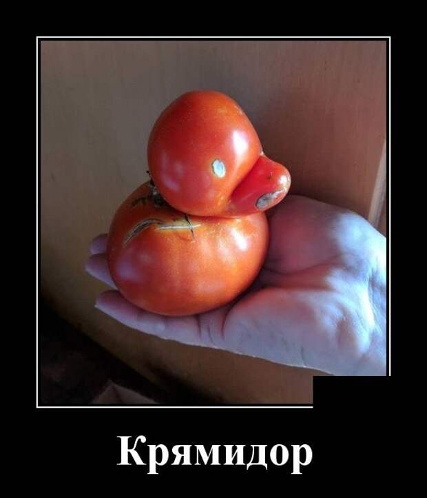 Демотиваторы (30 фото)