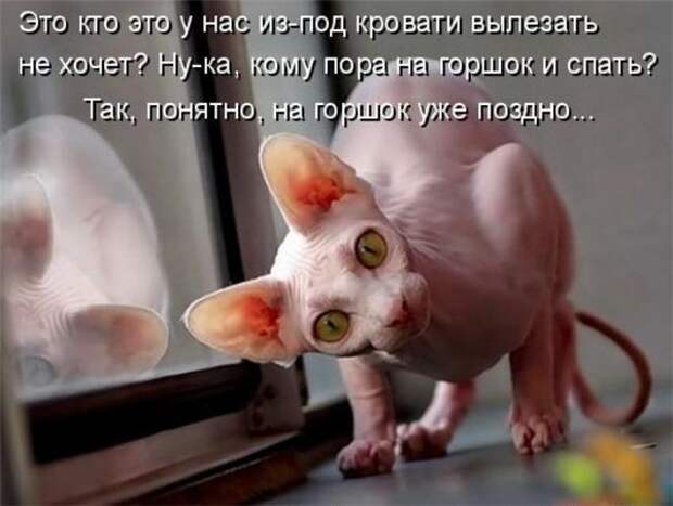 Прикольные коты  (65 фото)