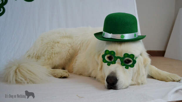 Great Pyrenees on St. Patrick's Day