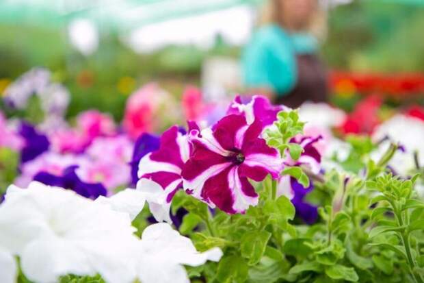 Шикарное цветение без хлопот: сорта петуний, которые не подведут