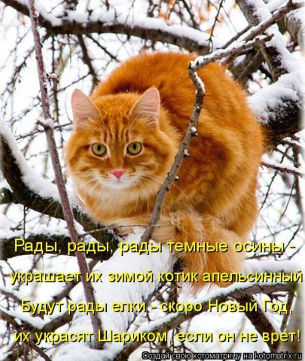 Новая котоматрица (29 фото)