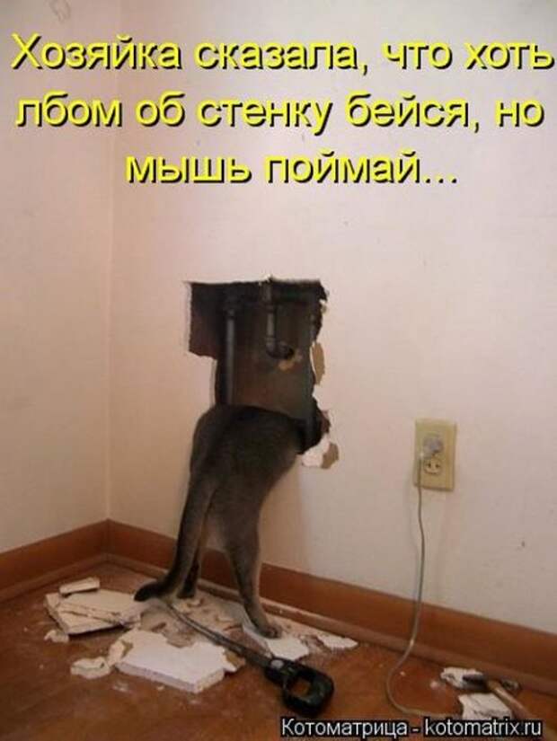 Прикольные котоматрицы (23 шт) Прикольные котоматрицы (23 шт)