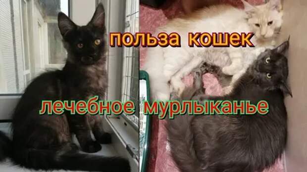 Польза от кошачьего мурлыканья