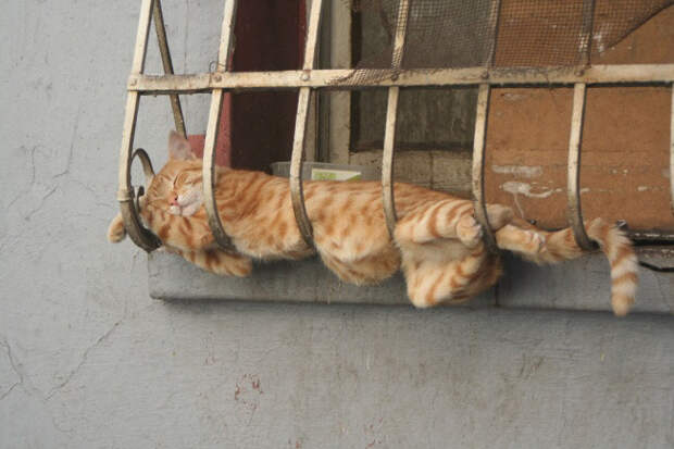 Немного спящих котов коты, милота, сон