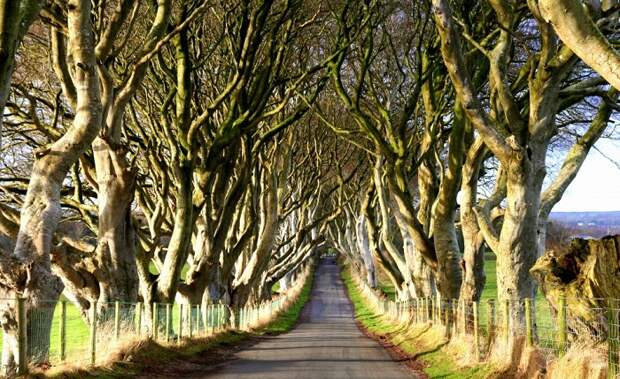 Буковая аллея The Dark Hedges была посажена в конце XVIII века (Брегаг-роуд, Ирландия). | Фото: independenttravelcats.com.