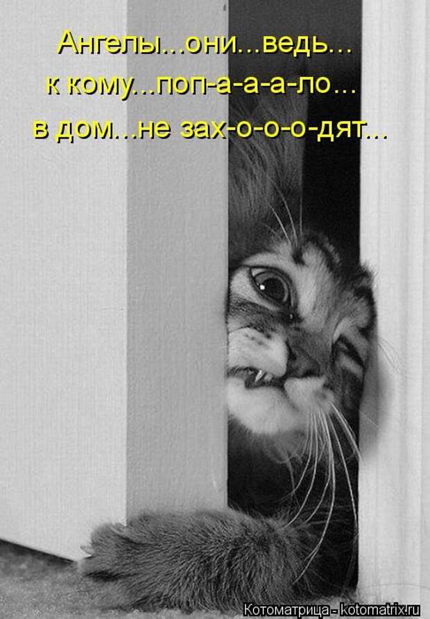 Лучшие котоматрицы недели (50 фото) Лучшие котоматрицы недели (50 фото)