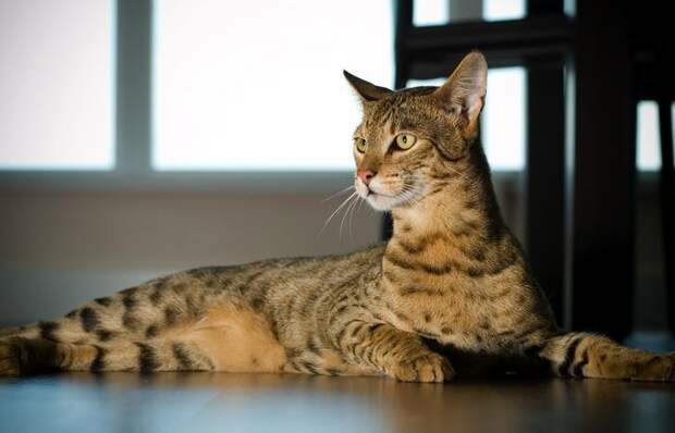 Ашера — домашней бенгальской кошки и африканского сервала. (AussieGold)