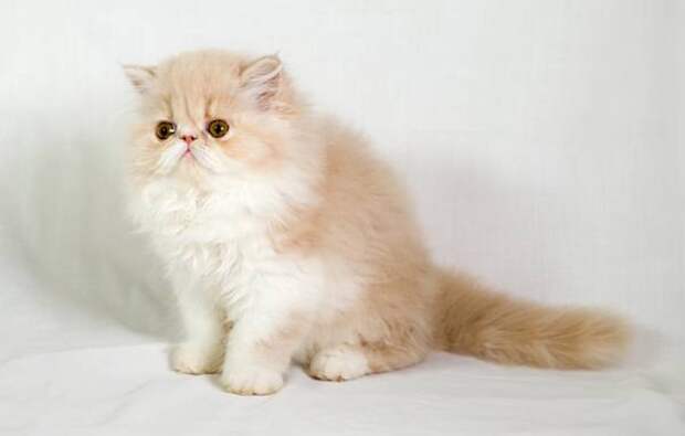 Персидский котенок, фото породы кошек фотография
