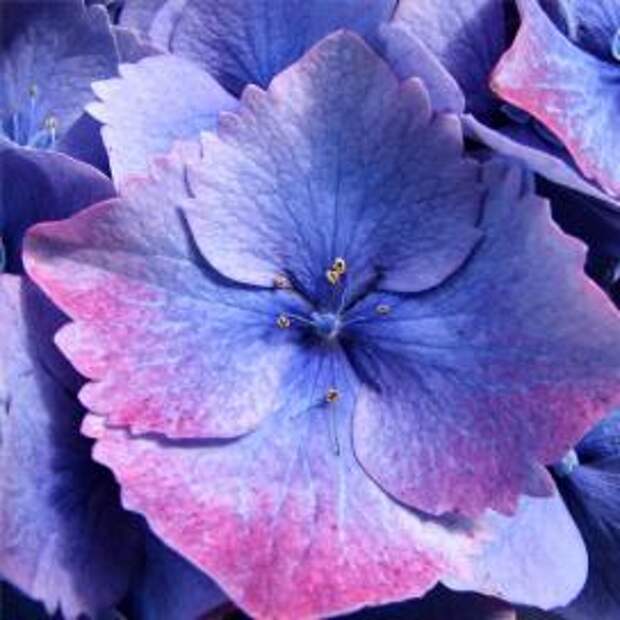 Гортензия крупнолистная (Hydrangea macrophylla)